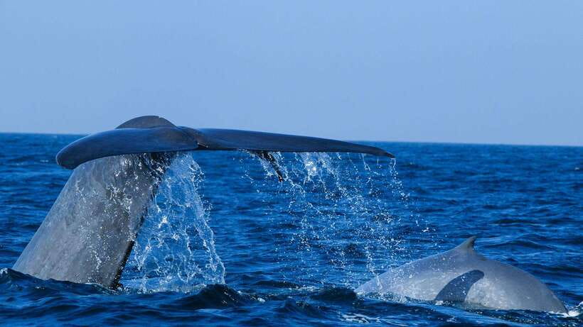 Mirissa: Whale & dolphin Watching Boat Tour with Breakfast - Mirissa Harbour at 7:00 a.m., How the 3 Hours Play Out