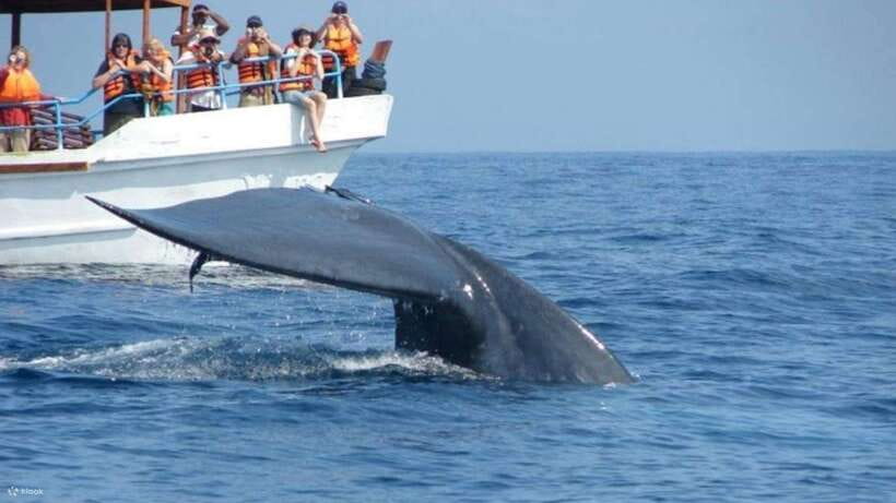 Mirissa: Whale & dolphin Watching Boat Tour with Breakfast - The Whale and Dolphin Search: What You Can Control (and What You Can’t)