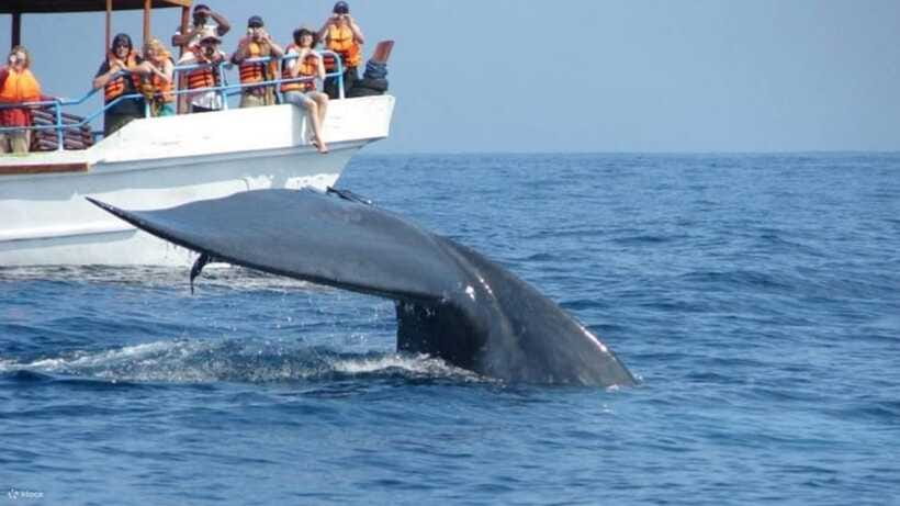 Mirissa: Whale & dolphin Watching Boat Tour with Breakfast - Safety Gear and Life Insurance: Comfort You’ll Actually Appreciate