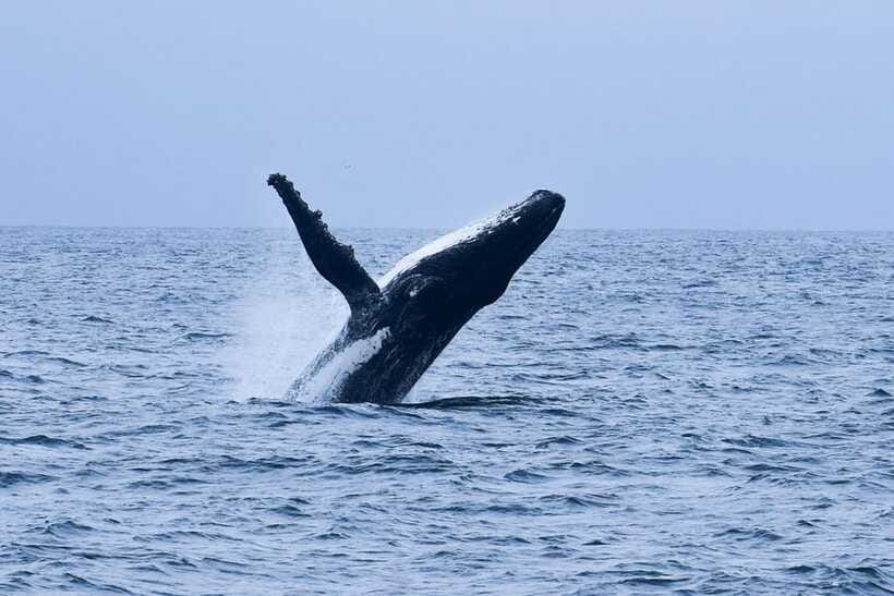 Mirissa: Whale & dolphin Watching Boat Tour with Breakfast - Language, Crew, and the Small Comfort Details