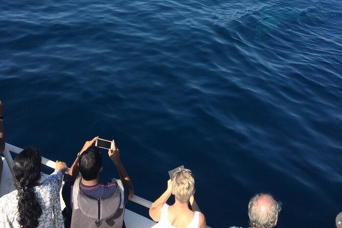 Mirissa Whale & Dolphin Watching Cruise with Geeth’s Crew - Why 7:00 AM in Mirissa Makes a Difference