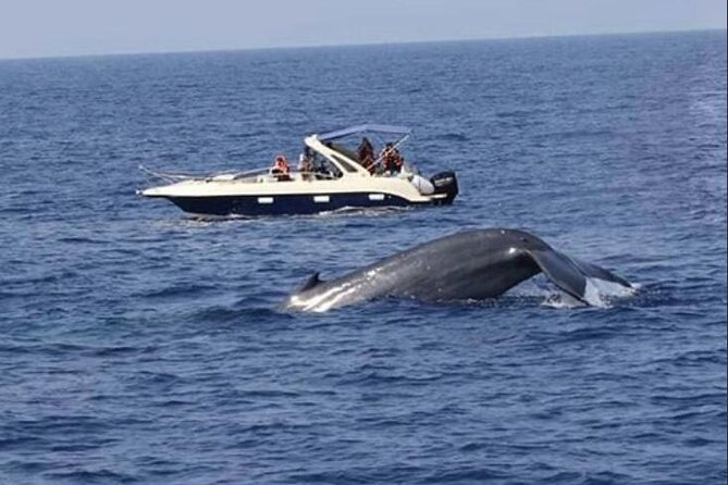 Mirissa Whale & Dolphin Watching Cruise with Geeth’s Crew - Safety Is Taken Seriously, Not as an Afterthought