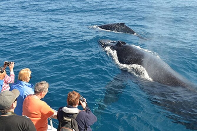 Mirissa Whale & Dolphin Watching Cruise with Geeth’s Crew - The On-Board Breakfast That Actually Helps