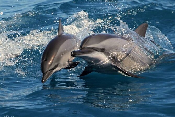 Mirissa Whale & Dolphin Watching Cruise with Geeth’s Crew - The 3 to 4 Hour Cruise Flow: What “Approx.” Looks Like