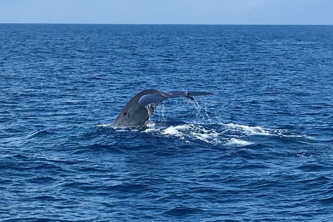Mirissa Whale & Dolphin Watching Cruise with Geeth’s Crew - Price and Value: Is $29.45 a Fair Deal?