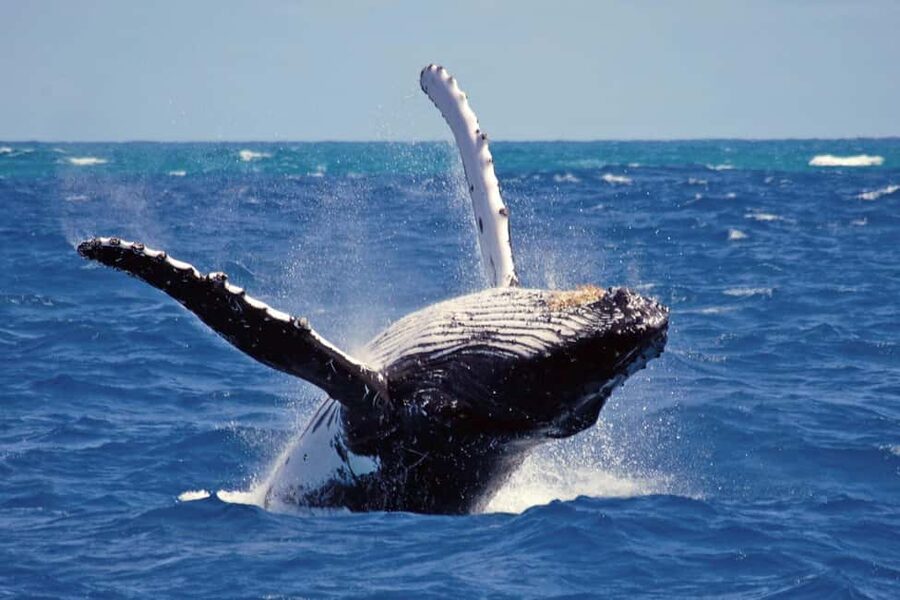 Mirissa: Whale & Dolphin Watching Trip with Private Transfer - Quick Takeaways Before You Go