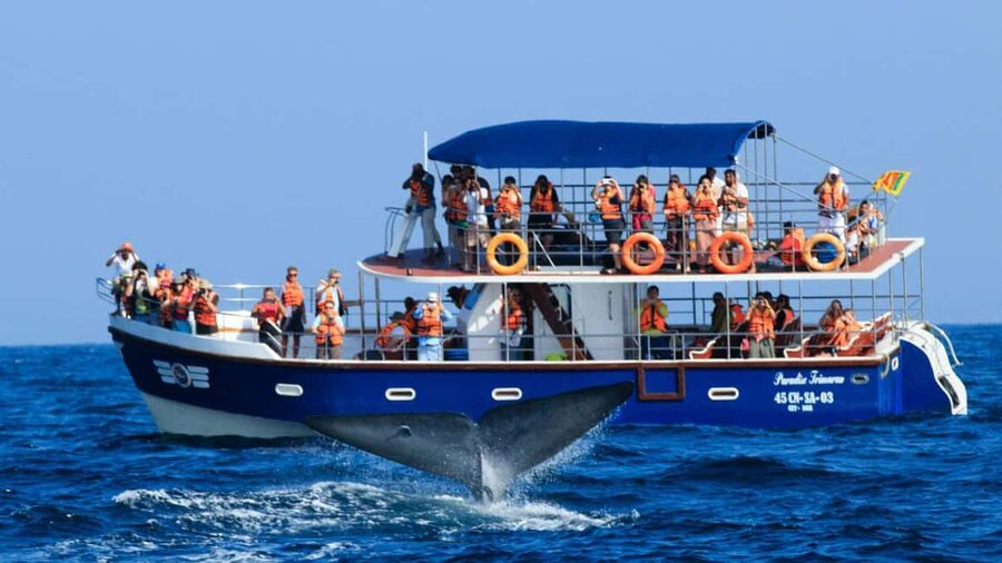 Mirissa: Whale & Dolphin Watching Trip with Private Transfer - The Boat Morning, Breakfast on Board, and Why Empty Stomachs Can Help