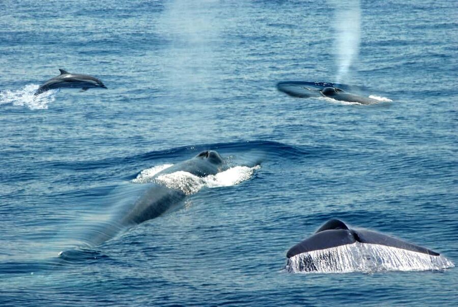 Mirissa: Whale & Dolphin Watching Trip with Private Transfer - Blue Whales, Fin Whales, and Dolphins: What You Can Expect to See