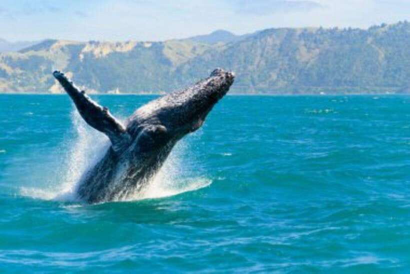 Mirissa: Whale Watching Cruise - Mirissa whale watching season: why November to April matters