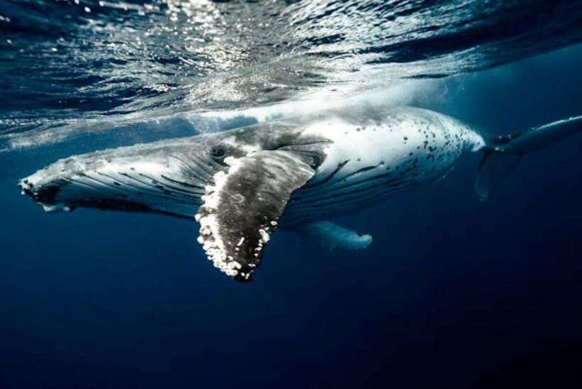 Mirissa: Whale Watching Cruise - Price and logistics: what US$70 covers, and what can cost extra
