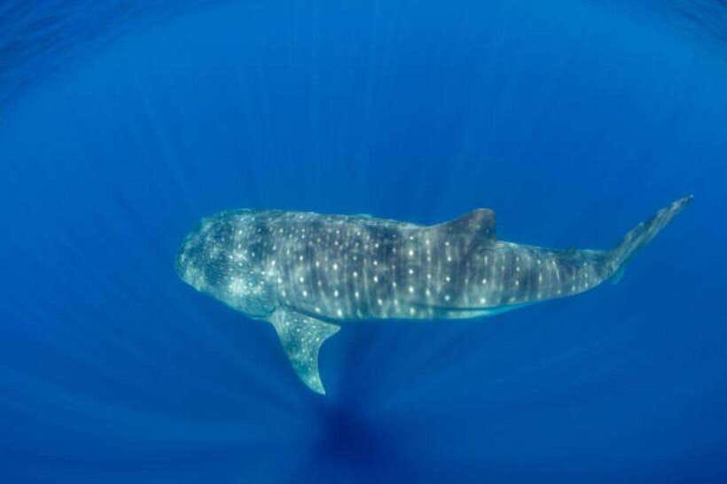 Mirissa: Whale Watching Cruise - Coastal feel in Mirissa: why the views matter too