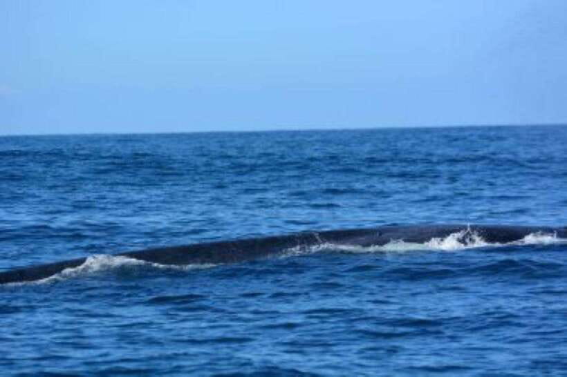 Mirissa: Whale Watching Cruise - What the ratings teach you about expectations