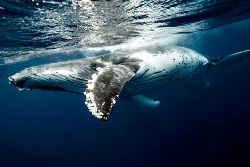 Mirissa: Whale Watching Cruise - Who this Mirissa cruise is best for