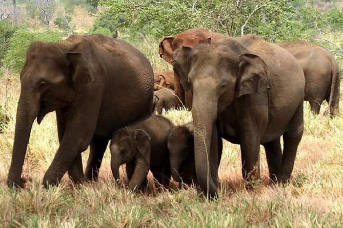 Morning 07 Hour Private Safari at Yala National Park by Yala La Safari Tours - Key points I’d plan around