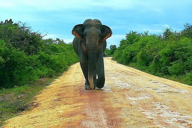 Morning 07 Hour Private Safari at Yala National Park by Yala La Safari Tours - What the 7 to 8 hour Yala rhythm feels like from the inside