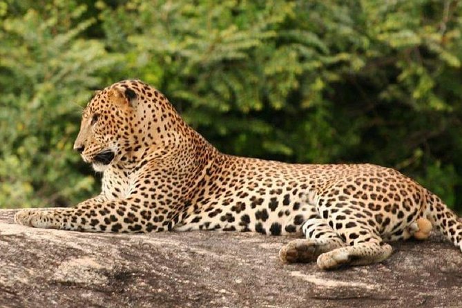 Morning 07 Hour Private Safari at Yala National Park by Yala La Safari Tours - The elephant strategy: read the park, not just the road