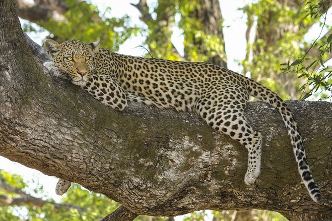 Morning 07 Hour Private Safari at Yala National Park by Yala La Safari Tours - Price and value: is $94 per person worth it?