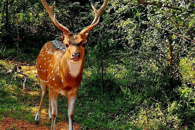 Morning 07 Hour Private Safari at Yala National Park by Yala La Safari Tours - Who this safari suits best (and who should reconsider)