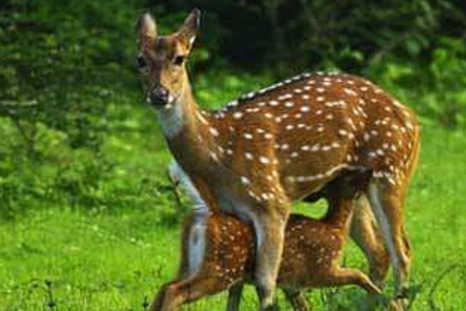Morning 07 Hour Private Safari at Yala National Park by Yala La Safari Tours - Should you book this private Yala La Safari Tour?