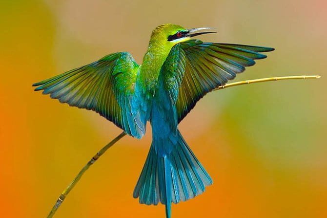Muthurajawela Bird Watching Tour From Colombo & Negombo - Why Muthurajawela is the right kind of birdwatching
