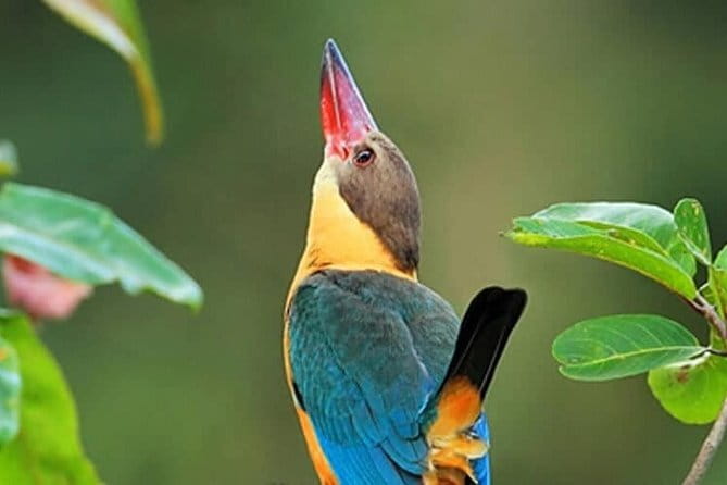 Muthurajawela Bird Watching Tour From Colombo & Negombo - Private boat + naturalist-style guiding: what you are really buying