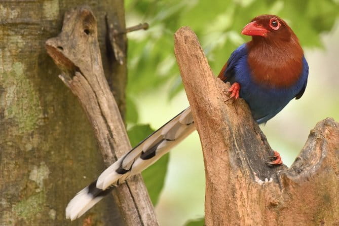 Muthurajawela Bird Watching Tour From Colombo & Negombo - Timing, sunrise birding, and choosing the right departure