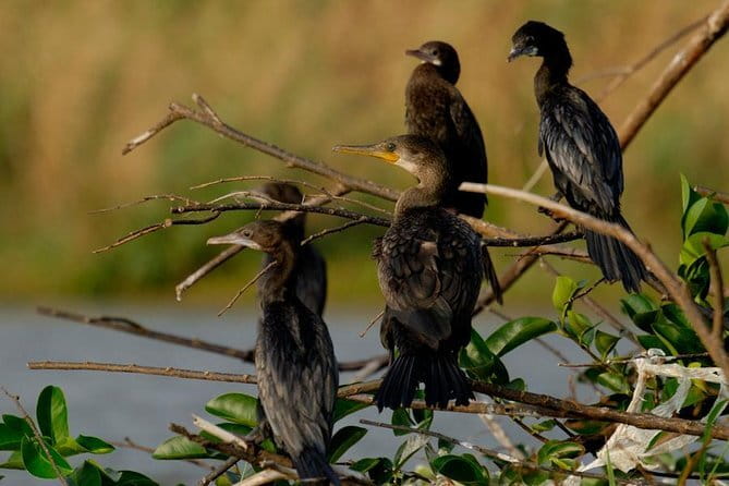 Muthurajawela Bird Watching Tour From Colombo & Negombo - From Colombo or Negombo, pickup is the real time-saver