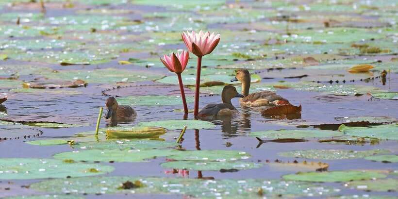Muthurajawela Bird Watching Tour from Negombo and Colombo - Key highlights worth knowing