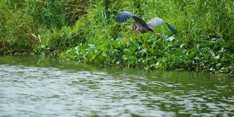 Muthurajawela Bird Watching Tour from Negombo and Colombo - Muthurajawela Wetlands: why this marsh is worth your time