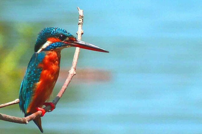 Muthurajawela Bird Watching Tour from Negombo / Colombo - Refreshments, Comfort, and What to Wear for a Wetland Boat Ride