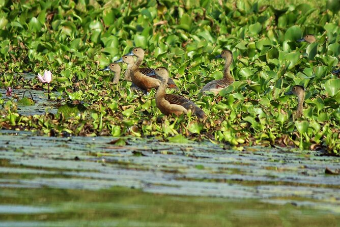 Muthurajawela Bird Watching Tour from Negombo / Colombo - Who This Tour Fits Best (and Who Might Feel Limited)