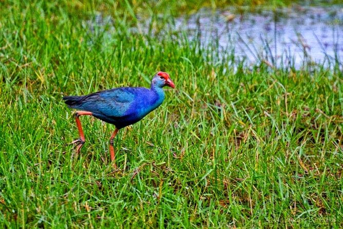 Muthurajawela Bird Watching Tour from Negombo / Colombo - Practical Tips for Getting the Most From This Birding Morning
