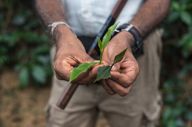 Nandana Tea Walking Tour in Sri Lanka - Key things to know before you go