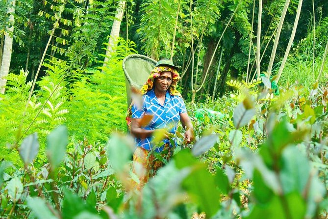 Nandana Tea Walking Tour in Sri Lanka - The in-between walk: plants, smells, and a bit of jungle energy