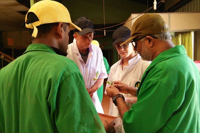 Nandana Tea Walking Tour in Sri Lanka - Who this is for, and who should maybe skip it