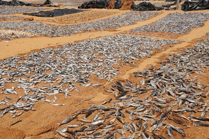 Negombo city tour by Tuk Tuk Hotel Pickup & Guide - Stop One, Negombo Fish Market, where the day starts