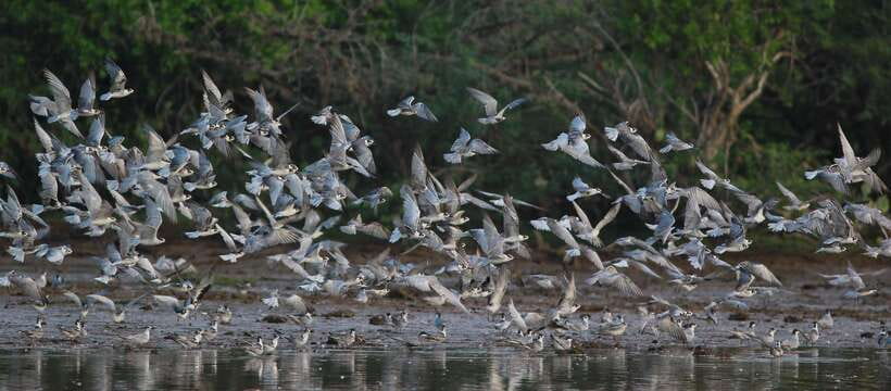 Negombo: Hamilton Canal to Colombo by Boat via Muthurajawela - The Negombo Lagoon stop, mangroves plus birds plus fishing villages