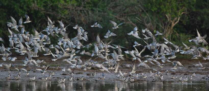 Negombo: Hamilton Canal to Colombo by Boat via Muthurajawela - Muthurajawela Wetlands Sanctuary, the visitor center gives context