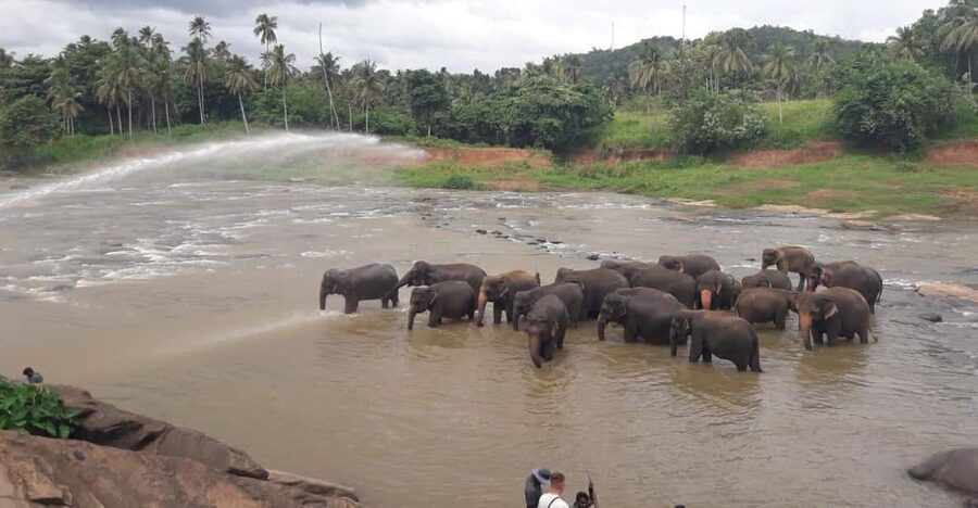 Negombo: Kandy and Pinnawala Elephant Orphanage Day Tour - Who This Tour Fits Best