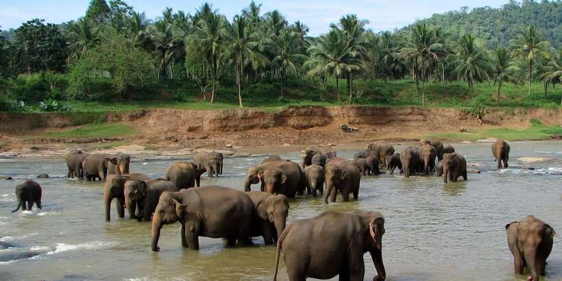 Negombo: Kandy and Pinnawala Elephant Orphanage Day Tour - From Negombo to Kandy, Start Early and Set Expectations