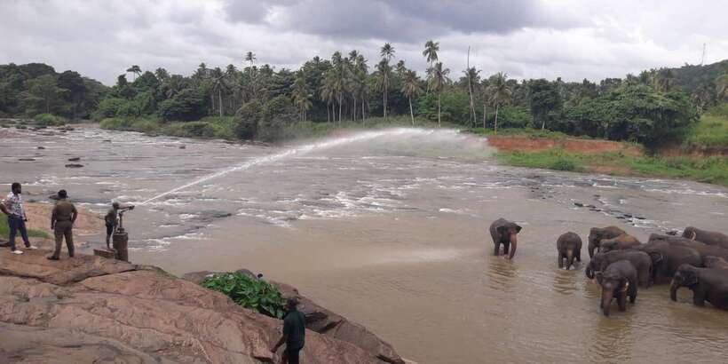 Negombo: Kandy and Pinnawala Elephant Orphanage Day Tour - Tea Country Drive, With Rubber and Tea Plantations