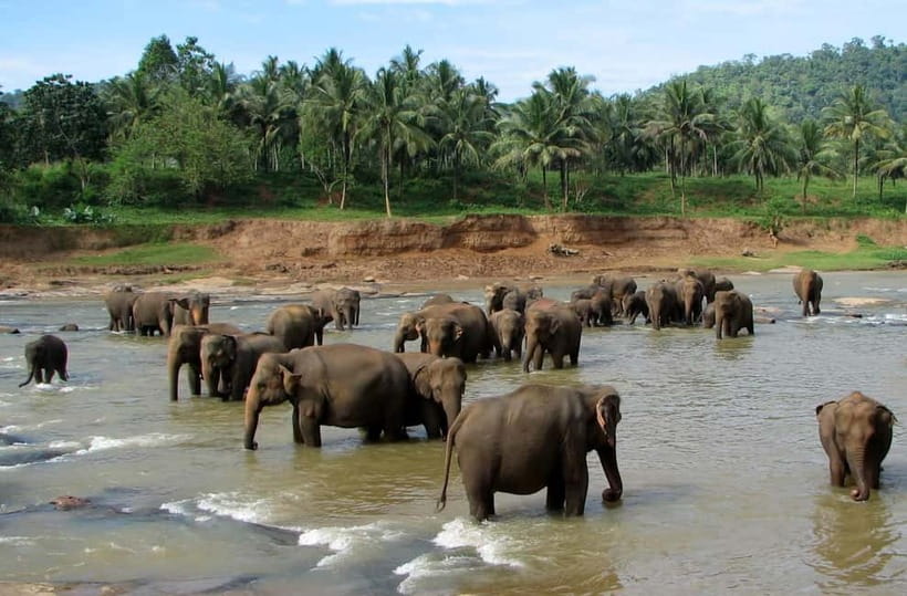 Negombo: Kandy and Pinnawala Elephant Orphanage Day Tour - Pinnawala Elephant Orphanage and Herbal Garden Walk