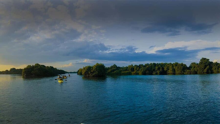 Negombo: Kayaking in the Lagoon - Mangroves Where Motor Boats Cannot Reach