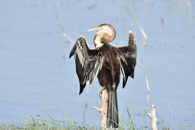 Negombo Lagoon Boat Safari From Negombo - Why a lagoon boat safari is the best way to see Negombo