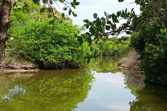 Negombo Lagoon Boat Safari Hotel Pickup(Monkey,Mangrove) - Monkey and mangrove moments, plus how to handle wildlife time