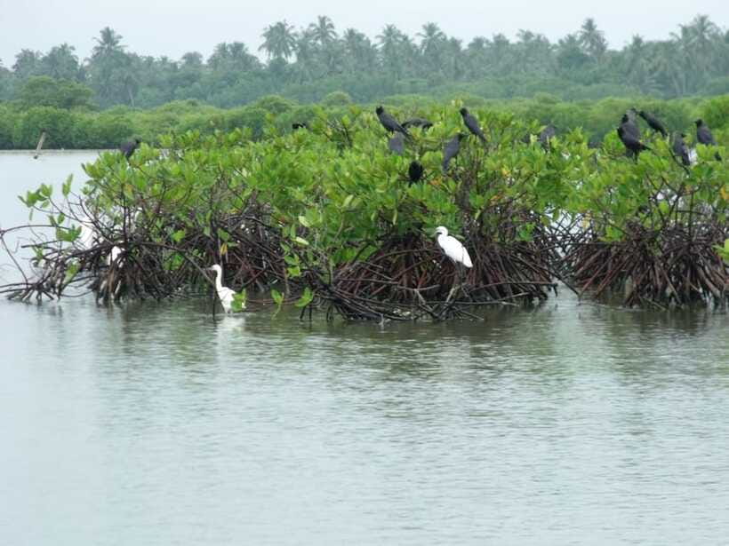 Negombo Lagoon (Mangrove ) Boat Excursion - Comfort tips for a sun and breeze lagoon day
