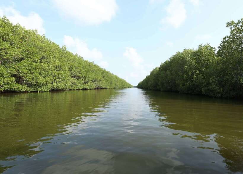 Negombo Lagoon (Mangrove ) Boat Excursion - Who should book, and who should skip this mangrove excursion