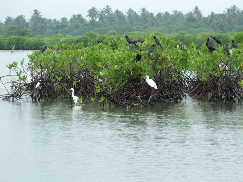 Negombo Lagoon (Mangrove ) Boat Excursion - Dutch Canal scenic drive, break time, and quick stops that actually matter