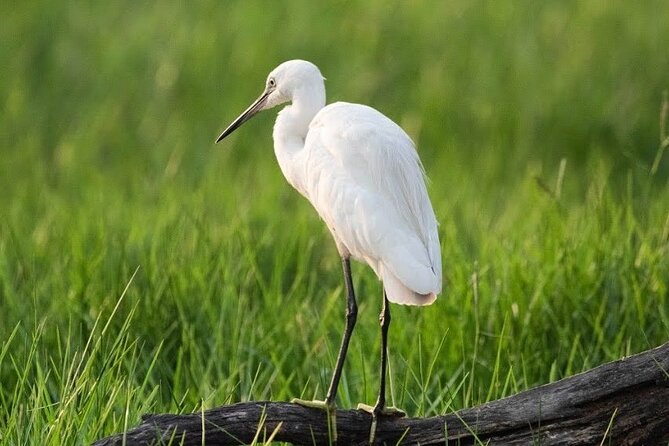 Negombo Lagoon & Muthurjawela Bird Watching Boat Tour - Why Negombo Lagoon and Muthurajawela work for a short boat outing
