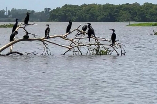 Negombo Lagoon & Muthurjawela Bird Watching Boat Tour - Muthurajawela Marsh stop: 1 hour through wetland bird territory